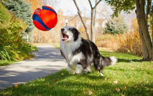 Animals___Dogs_The_dog_plays_ball_086858_